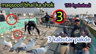 Maqsood bhai k 150 hydrabadi | aaj pakde  3 kabutar | Zabardast ladaiyya ka shok |