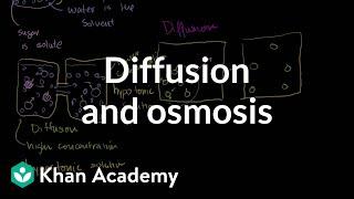 Diffusion and osmosis | Membranes and transport | Biology | Khan Academy