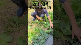 텃밭참외 내가 키우는방법