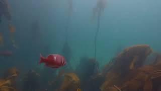 #diving #kelpforest #oceanlife #coastlife #westerncape