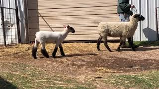 Ott Club Lambs - 2020 Divas Consignment - Lot 6