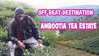 AMBOOTIA TEA ESTATE AND VILLAGE || KURSEONG