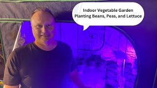 Plant Beans, Peas, Lettuce indoor Gardening