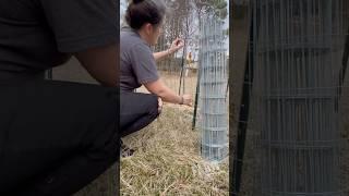 Here’s how I’m installing fruit tree barriers to deter hungry deer in the winter—hope it helps.