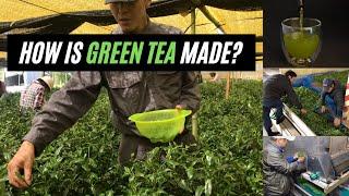 How Green Tea is Made - Green Tea Processing and Cultivation