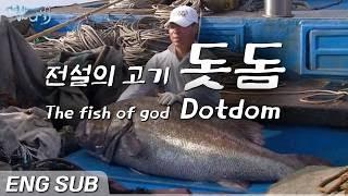 전설의 물고기, 바다의 로또, 돗돔 [Eng sub] the fish of god 'dotdom' (Stereolepis) [어영차바다야]