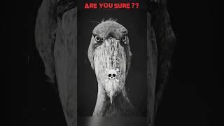 Scary    Cute  #birds #shoebill #owl #short #edit