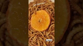 1000 Mealworms VS ORANGE FRUIT Timelapse  Mealworms  eating  ORANGE FRUIT  #timelapse  #mealworms