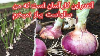 کاشتن پیاز در گلدان و حتی مزرعه با درآمد عالی و حتی تولید بذر  را در این ویدیو آموزش میدهم