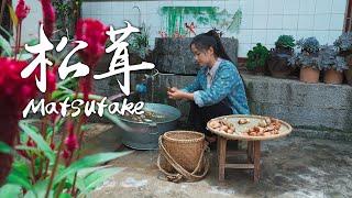 King of Mushrooms on 3500 Meters above Sea Level - Matsutake