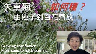 ｛種花篇 Gardening｝- 矢車菊怎樣種 How to grow cornflowers - 由種子到百花齊放 From seed to full bloom - 種子分享