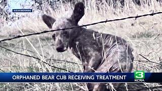 Auburn rescue shares update on sick, orphaned bear cub rescued