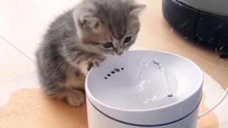 Collection of funny and cute pets 2 