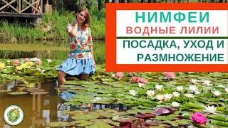 НИМФЕИ (ВОДНЫЕ ЛИЛИИ) - посадка, уход, размножение в природных и искусственных водоемах