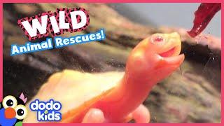 45 Minutes Of Heroes Saving Wild Animals | Dodo Kids