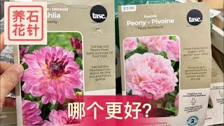 大丽花 pk 芍药  - Dahlia vs Peony