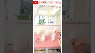 PUPPY'S DRAMATIC MAKEOVER REVEALED! #pets #doggroominglife #cutepet #puppy #groominglife #dogbreed