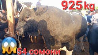 925 kg БУКА БУРОМАД МОЛБОЗОРИ ХУДЖАНД ХУЧАНД molbozor BOZOR 8 сентября 2024 г.