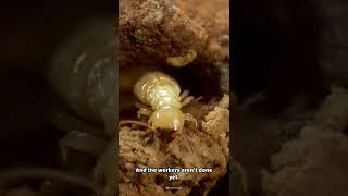 Why Termites Lick Their Own Queens to Death #Shorts