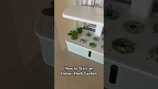 Affordable Indoor Gardening: growing herbs in LetPot Air🪴 #indoorgardening #hydroponics #herbs