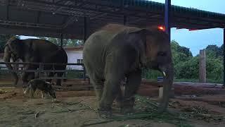 การถ่ายทอดสดของ Elephant  story สามสาวดาวซิ่ง