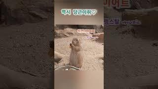 #일상브이로그 #미어캣 #당근먹방 #기분좋아지는영상 #animals #동물원#에너지플러스