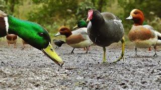 Ducks Quacking : Featuring Mallard Duck, Wigeon, Moorhen, Rook and Mute Swan