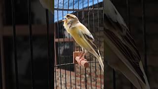 CANTO CANÁRIO #canary #canarysinging #birds #canario #birdslover