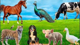 Beautiful Animal Colors: Pig, Horse, Peacock, Cat, Cow, Tiger - Animal Sounds