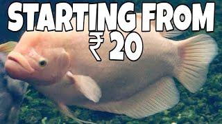 Gourami Fish Price In India 2019 | Prathmesh aquatics