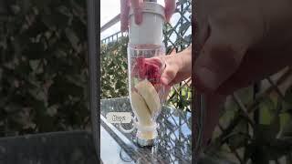 BlendOn Portable Blender - Effortless Smoothies On the Go!  #blendon #portableblender #matcha