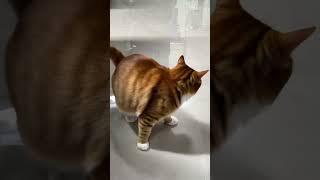 난 온천을 원했는데...... #cat #치즈냥이#집사그램  #catstagram#복동#금동#일상#ai
