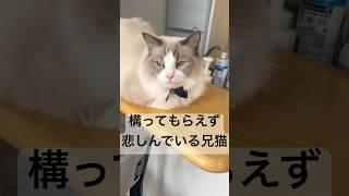 僕も構ってニャン...#cat #猫 #猫のいる暮らし #ラグドール #保護猫