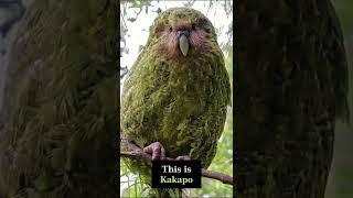 Kakapo - The Flightless Parrot #shorts