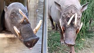 Buru Babirusa  This Pig Can Stab Itself!