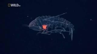 Creatures of the Deep Ocean National Geographic Documentary