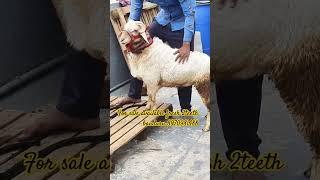 For sale #shorts #ytshorts #views #animals #sheepfarming #trending