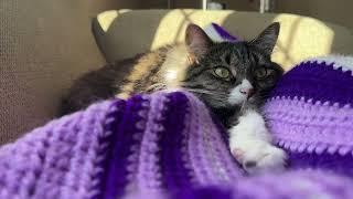 Sleepy Kitty napping all day on a comfy afghan.