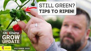 Chilli Grow Update and 3 Tips to Ripen Chillies at End of Season. (2022e09)