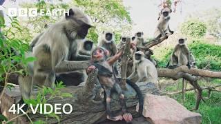 Spying on Nature's Greatest Families | 4K UHD | Spy in the Wild | BBC Earth