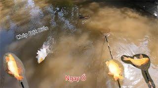 Đụng Trúng Ổ Cá Chép Đột Biến | Kích Cá Miền Tây | Catch Fish