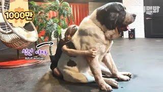 (진짜 실사임)성인여자가 껴안아도 다 못 안는 대형견   This Super Giant Dog Is Taller Than You *LIT*