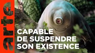 Tardigrade, l'animal indestructible | ARTE