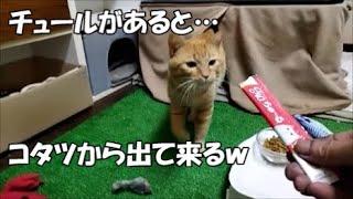 保護して7日目。チュールを見つけるとコタツの中から出て来る猫が可愛い