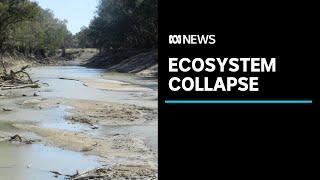 Leading scientists warn Australia's ecosystems are facing collapse | ABC News