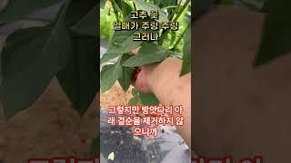 고추에 꽃과 열매가 주렁 주렁 합니다 그런데 좋지 않습니다 #고추재배