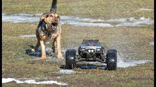 Dog vs Rc cars