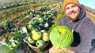 Harvesting FROZEN cabbage in the middle of December