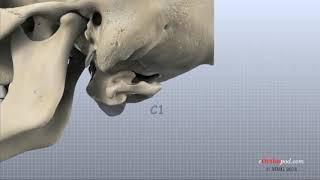 Randale sechrest cervical spine anatomy