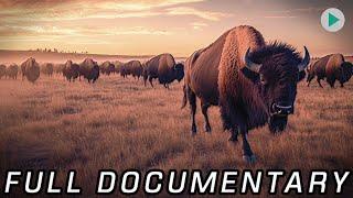 WILD AMERICA: A PRAIRIE PARK?  Full Exclusive Documentary Premiere  English HD 2024